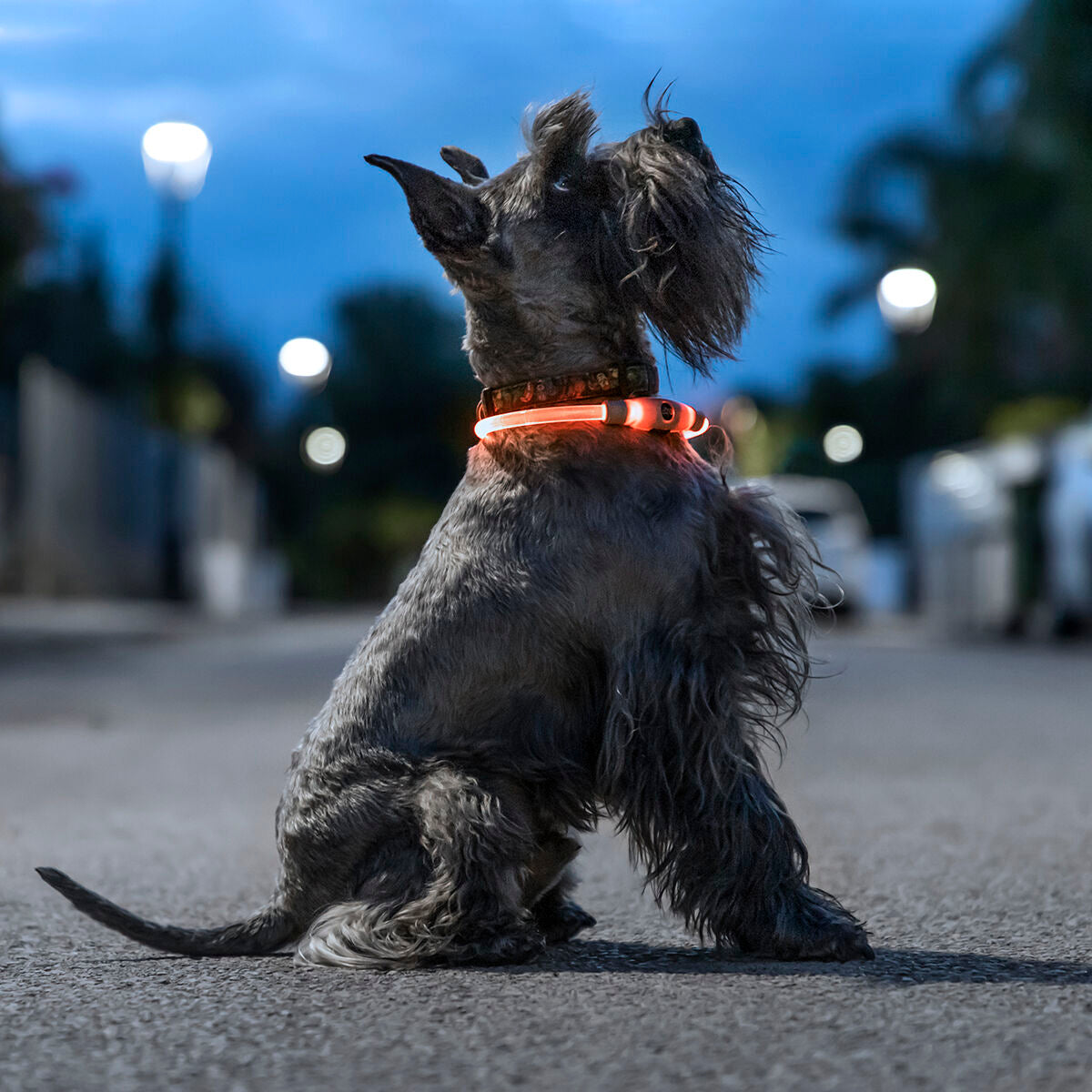 night visibility dog accessory