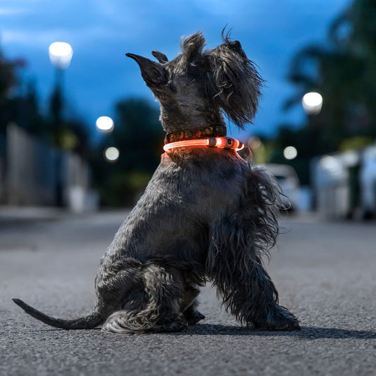 night visibility dog accessory