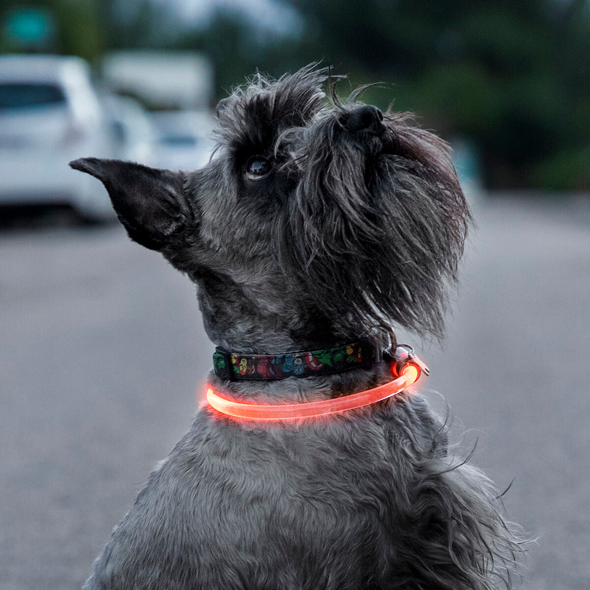 adjustable LED pet collar