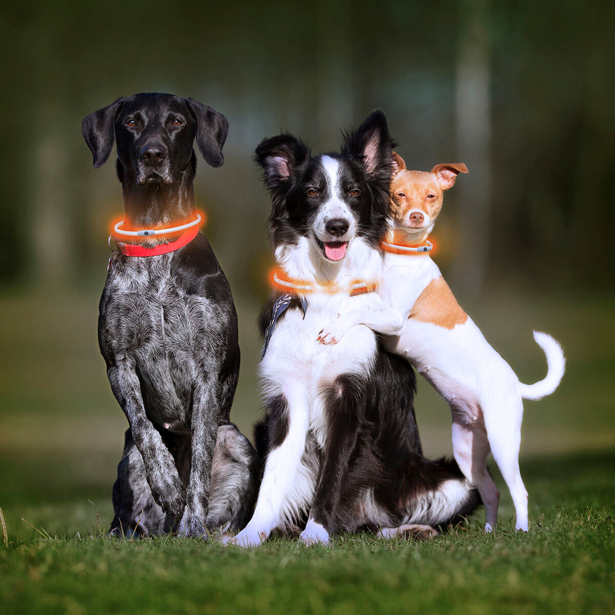 light up safety dog collar