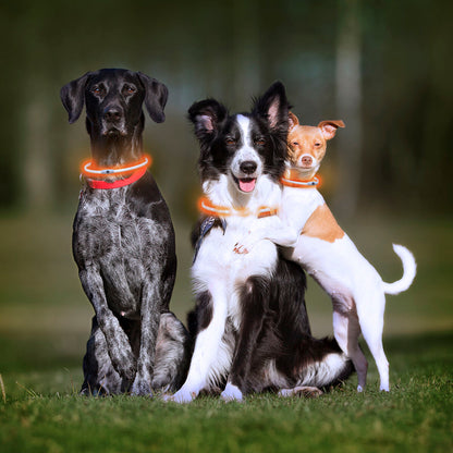 light up safety dog collar