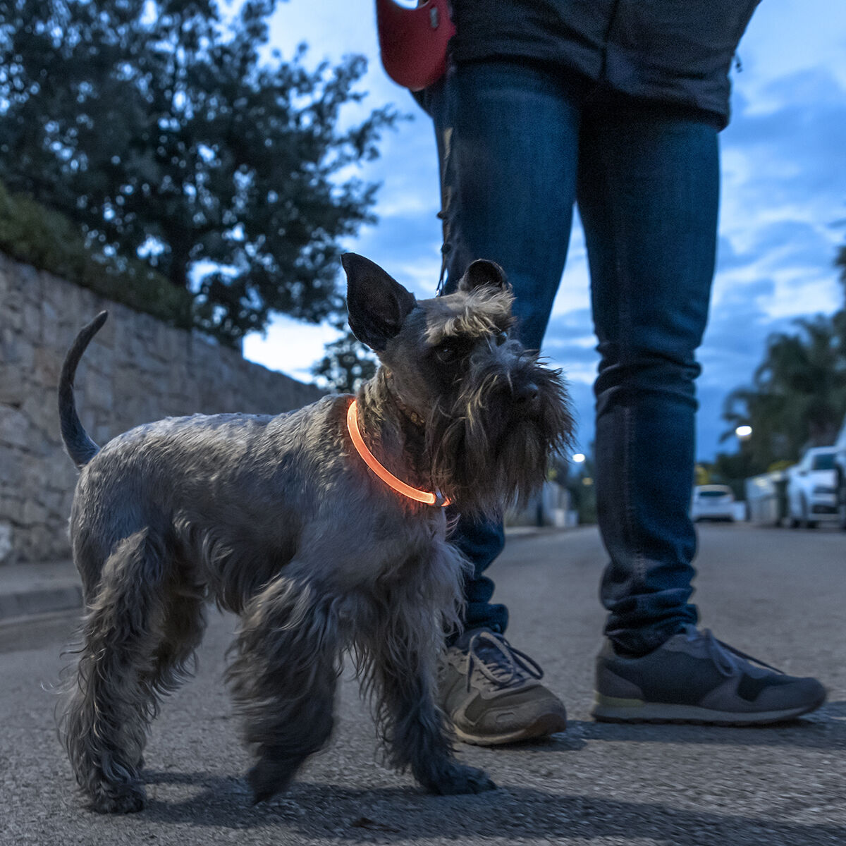 light up safety dog collar