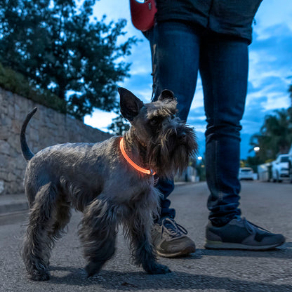 light up safety dog collar