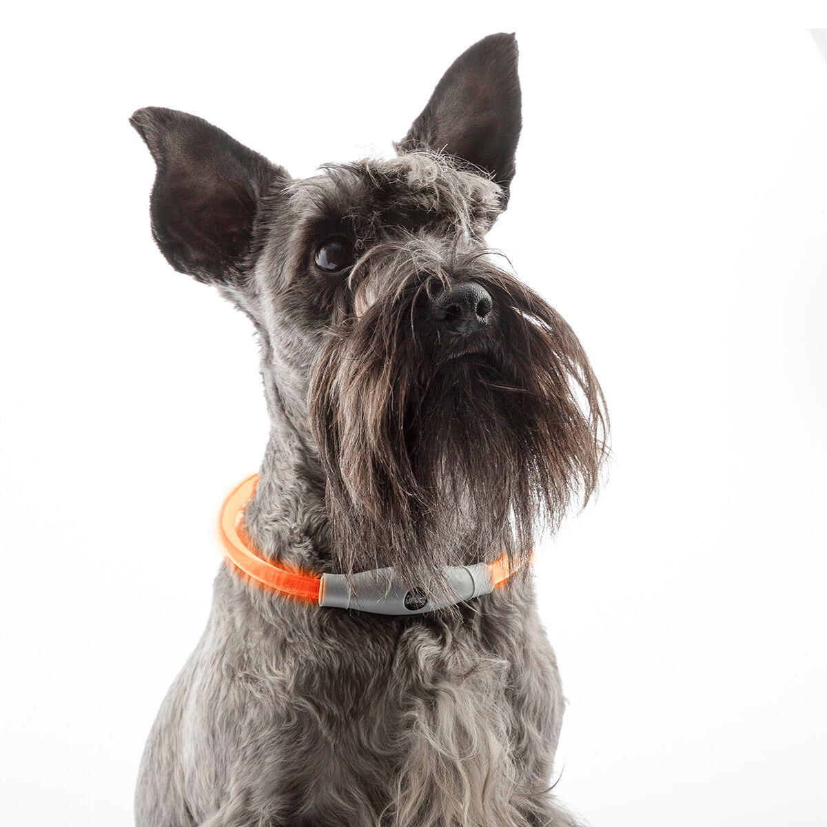 LED pet collar for night walks
